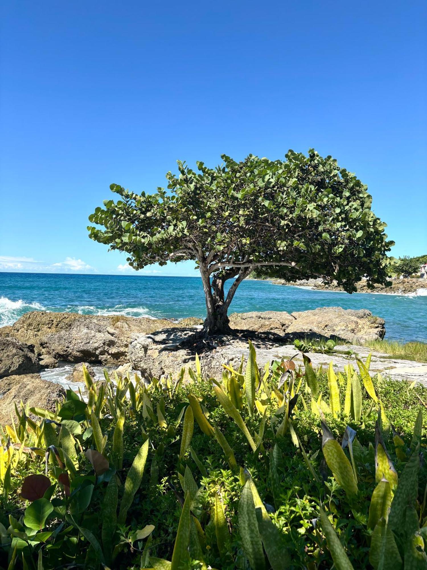 Lavann Wouj - Proche Des Plages Et Du Bourg Villa Anse-Bertrand Dış mekan fotoğraf